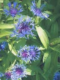 Graceful Gardens Deer Repellent Plants Deer Resistant Plants Perennials Deer Resistant Garden