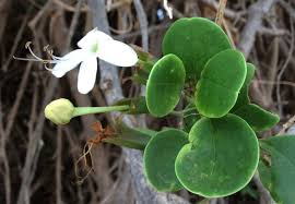 Image result for Cystostemon mwinilungensis