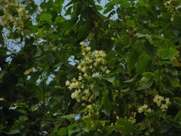 Image result for Ipomoea tenuipes