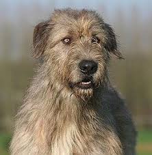 Auf dieser seite werden wir ihnen einige hunderassen vorstellen. Hunderassen Mit Bild Ubersicht Hunde Fan De