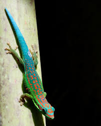 Image result for Lycium mascarenense