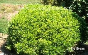 Youpon Garden Shrubs Evergreen Shrubs Broadleaf Evergreen