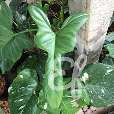 We did not find results for: Exotic Factory Philodendron Bipennifolium Horsehead Facebook