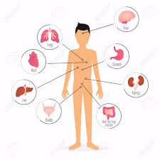 Vettoriale Corpo Umano Con Organi Interni Infographics Di Sanita Del Corpo Umano Image 78091919