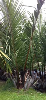 Nypa Fruticans Arecaceae Jardin Tropical Palmiers Jardins