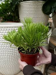 Image result for Senecio sp.no.4