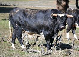 Novillo De La Ganaderia De Barcial Toros Ganaderia Fotos