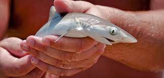 Getting Caught Can Induce Labor In Sharks And Rays Hakai Magazine