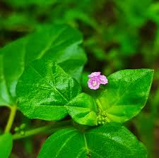 Image result for Boerhavia diffusa