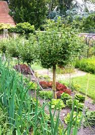 We did not find results for: Gooseberries Pruning Cordons Standards Chris Bowers