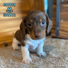 Hide this posting restore restore this posting. Dachshund Puppies Rockin M Kennel South Texas