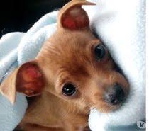 Photos Vivastreet Pincher Nain Pinscher Nain Chiot Chien