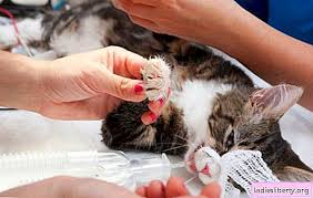 Ubat adezio untuk selsema via piculina.site. Leukemia Dalam Kucing Gejala Rawatan Diagnosis Pencegahan Adakah Leukemia Dalam Kucing Berbahaya Bagi Manusia Haiwan Peliharaan