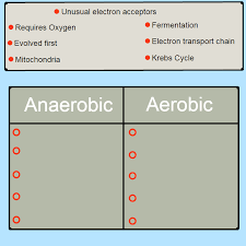We did not find results for: Anaerobic And Aerobic Respiration Ck 12 Foundation