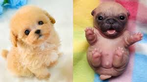 Cute Puppies Doing Funny Things 2020 8 Cute Vn Youtube This content is imported from instagram. youtube