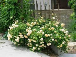 Refusing to cheat in any capacity, go for low blows, cheap shots, etc. Picture Of The Beautiful Buff Beauty A Musk Rose Best Roses Musk Rose Garden Web