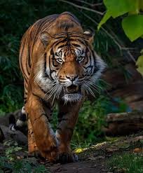 At 200 300lbs 100 140kgs The Sumatran Tiger Is The Smallest Tiger Subspecies In The World And One Of The Most Enda In 2020 Sumatran Tiger Tiger Pictures Big Cats