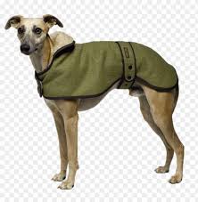 This means their hunting drive comes from sight and speed more than a smell. Download Greyhound Wearing A Coat Png Images Background Toppng