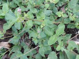 Image result for Boerhavia erecta