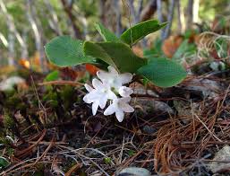 Image result for Aeollanthus repens