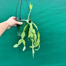 Image result for Rinorea elliptica