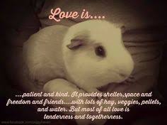 Today we have a cute guinea pig noises compilation! Guinea Pig Quotes