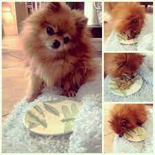According to some sources, the average life span of the dogs in general is 12.8 years. How Long Do Pomeranians Live Pommy Mommy Pomeranian Pet Remedies Pomeranian Puppy