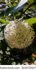 Image result for Pavetta radicans