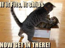 Pin On Crazy Cats
