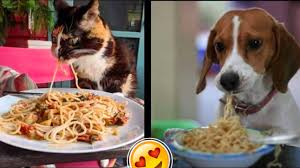 The shape of the pasta also doesn't matter due to it's soft. Eat Plenty Of Pasta To Help Raise Funds For Cats And Dogs At These Two Maltese Animal Shelters Lovin Malta