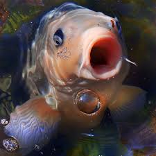 Pin By Rebecca Brown On Nature Photography Animals Beautiful Ocean Creatures Beautiful Creatures