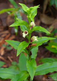 Image result for Brachycorythis