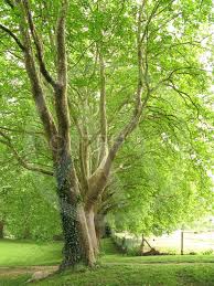 Platan Trees By Photopat Mostphotos