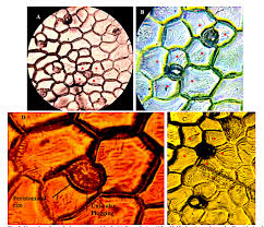 Image result for Capparis cartilaginea