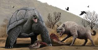 Image result for Megalochlamys