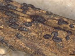 Image result for Eragrostis botryodes