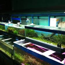 Beranda / aneka model aquarium : Photos At Aneka Aquarium Jl Brigzein Hamid