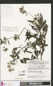 Image result for Crassocephalum montuosum