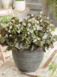 Image result for Oxalis oligotricha