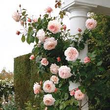 A Shropshire Lad Climbing Roses David Austin Climbing Roses David Austin Roses