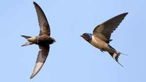 Swallow are the most abundant and familiar bird species. Swifts And Swallows Birds Animals Eden Channel