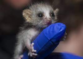 Not A Dog Filbert A Baby Mouse Lemur At The Duke Lemur Center Ty From The Duke Research Newsletter For Fillin Baby Animals Pictures Grey Mouse Lemur Lemur