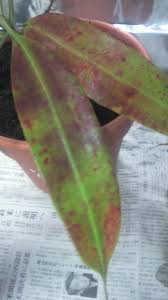 葉焼け みのちき薬用植物園
