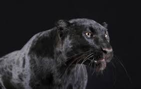 Panthers are tawny brown on the back and pale gray underneath, with white flecks on the head panthers reach sexual maturity at about 3 years. Black Panther Animal Black Panther Animal Facts