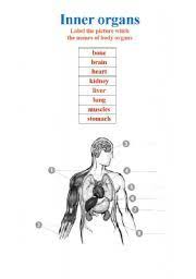 English Worksheet Inner Organs The Names Of Body Organs Body Organs Body Vocabulary Worksheets