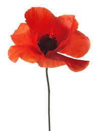 Image result for poppy