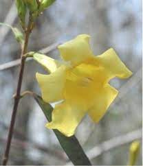 South Carolina State Flower Yellow Jessamine South Carolina Flowers Trees To Plant