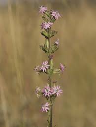 Image result for Silene kiwuensis