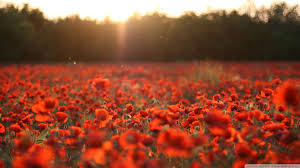 Best 52 Poppies Wallpaper On Hipwallpaper Poppies Wallpaper Poppies Daisies Wallpaper And Poppies Veterans Day Wallpaper Poppy league of legends champion wallpapers, desktop backgrounds and fan art.