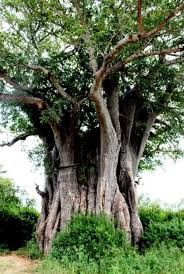 Image result for Pleurostylia africana